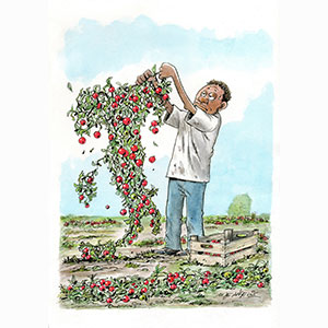 	Italian tomatoes	